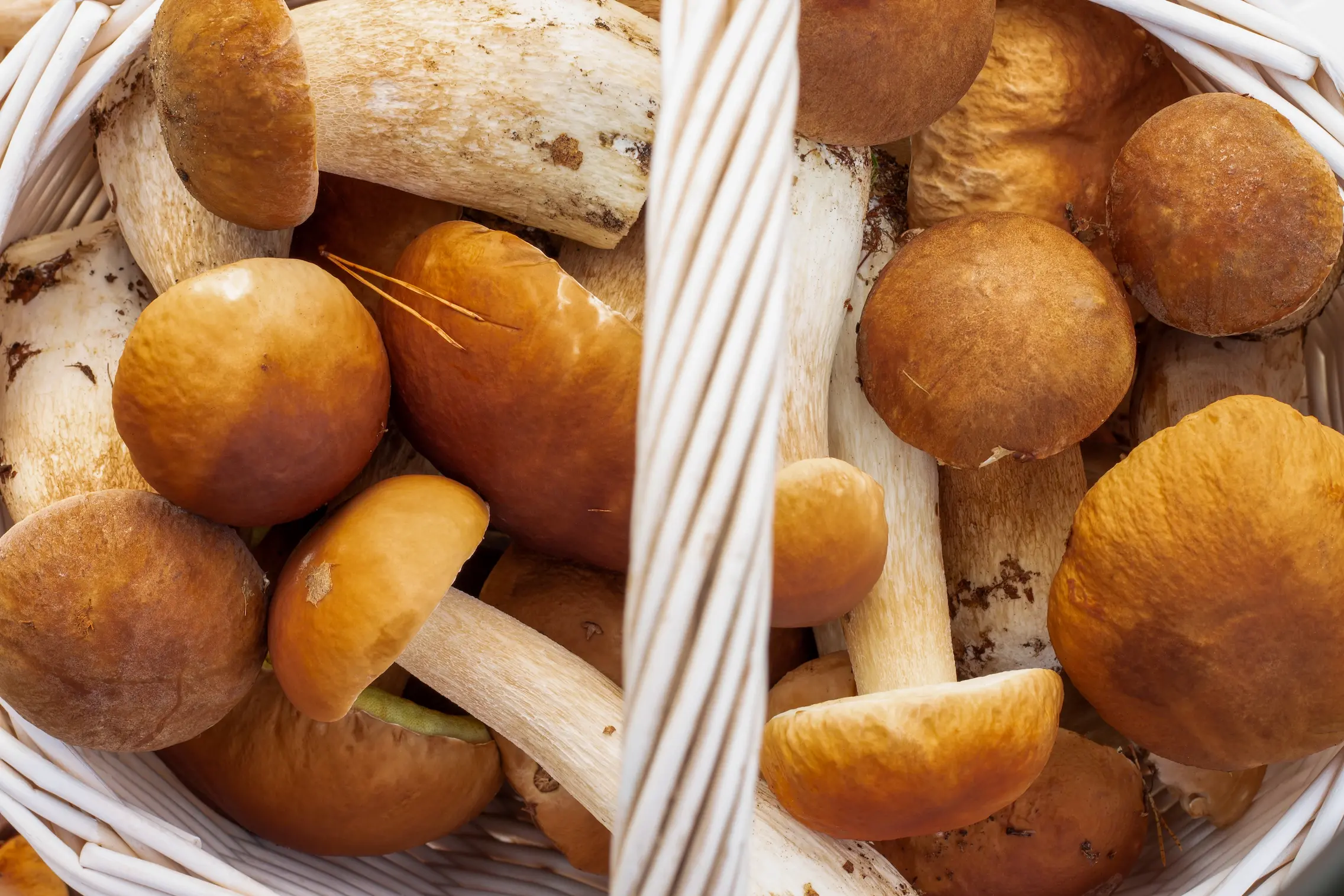 bellissimi funghi estivi in un cesto di vimini bianco