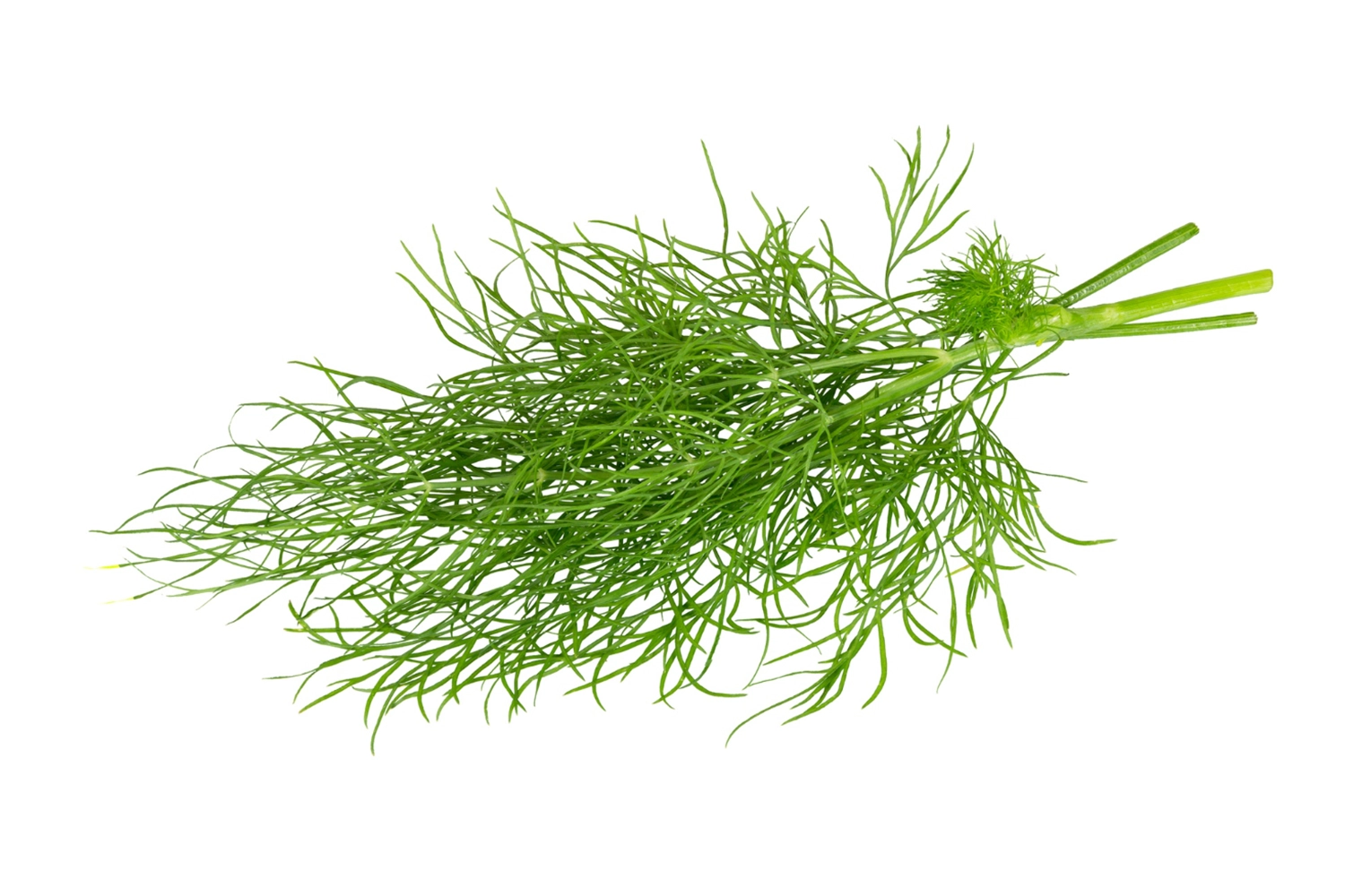 erbe aromatiche aneto spezia