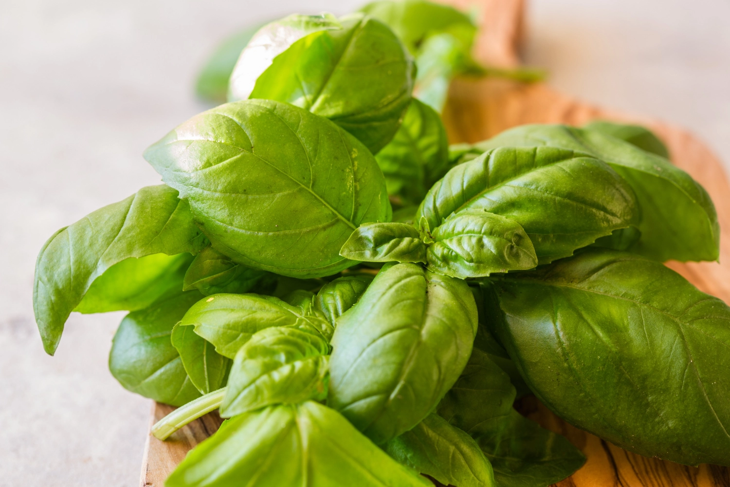 erbe aromatiche basilico spezia