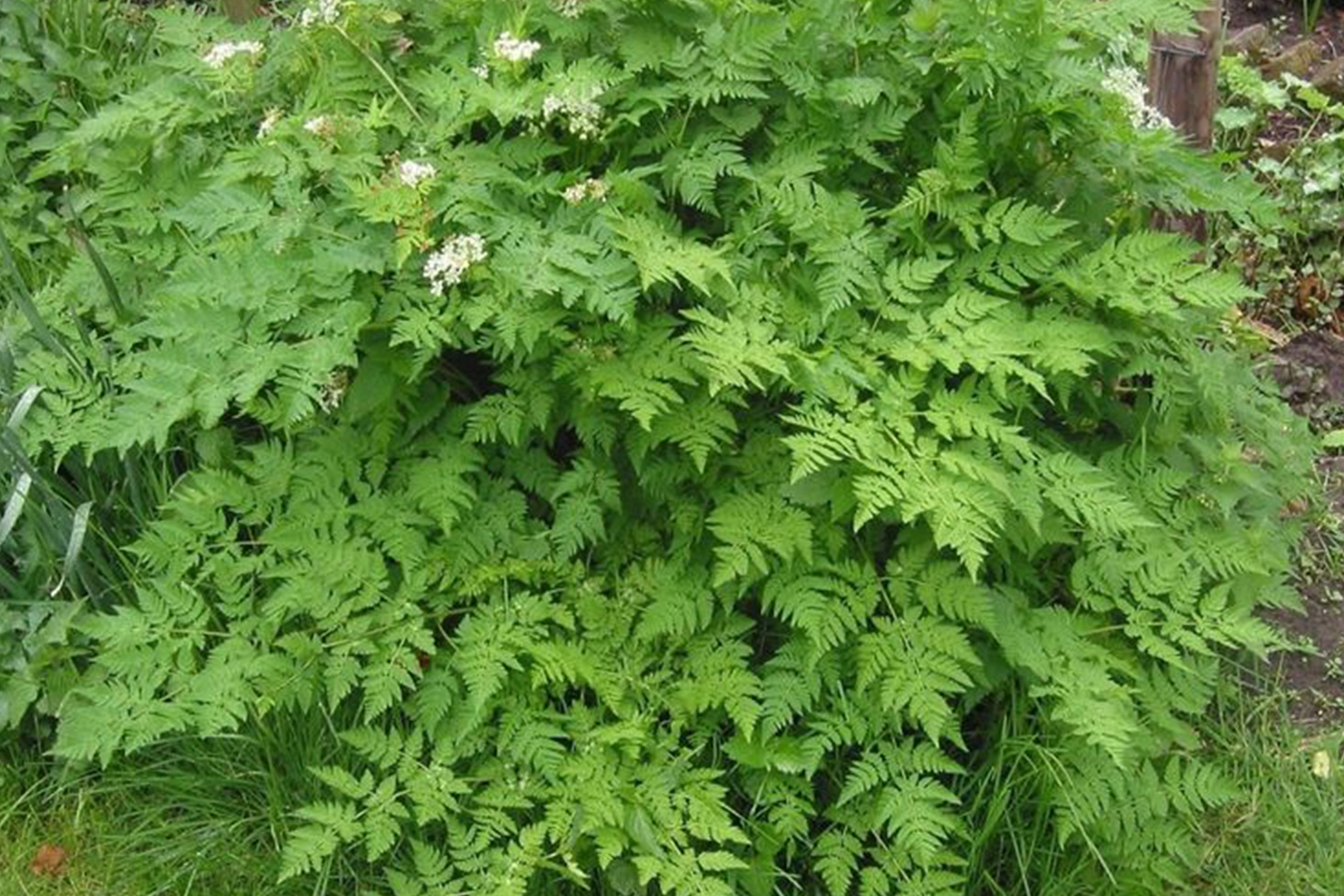 erbe aromatiche cerfoglio piante aromatiche cucina