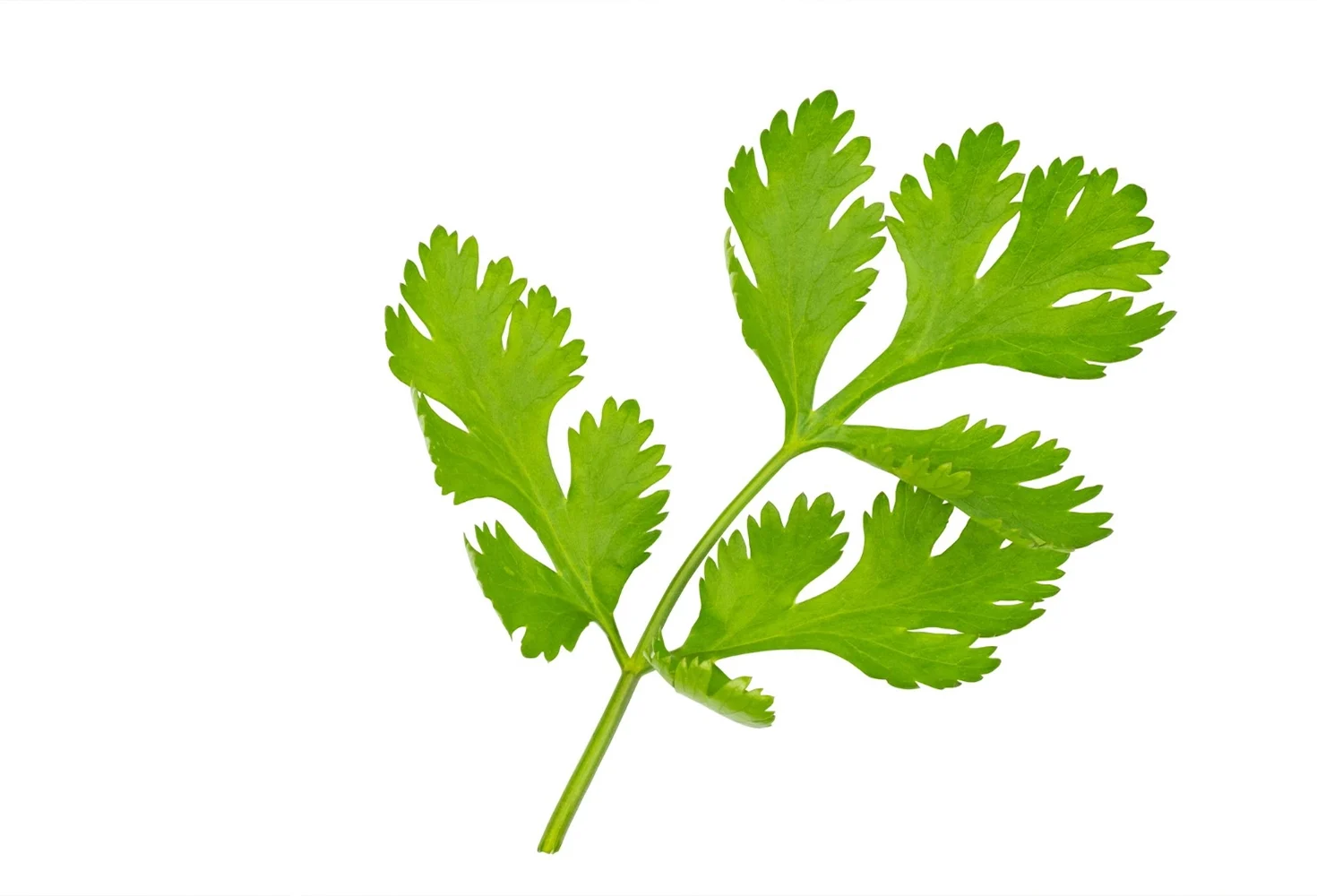 erbe aromatiche coriandolo spezie cucina