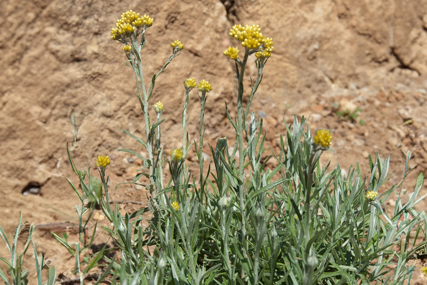 erbe aromatiche elicriso spezia