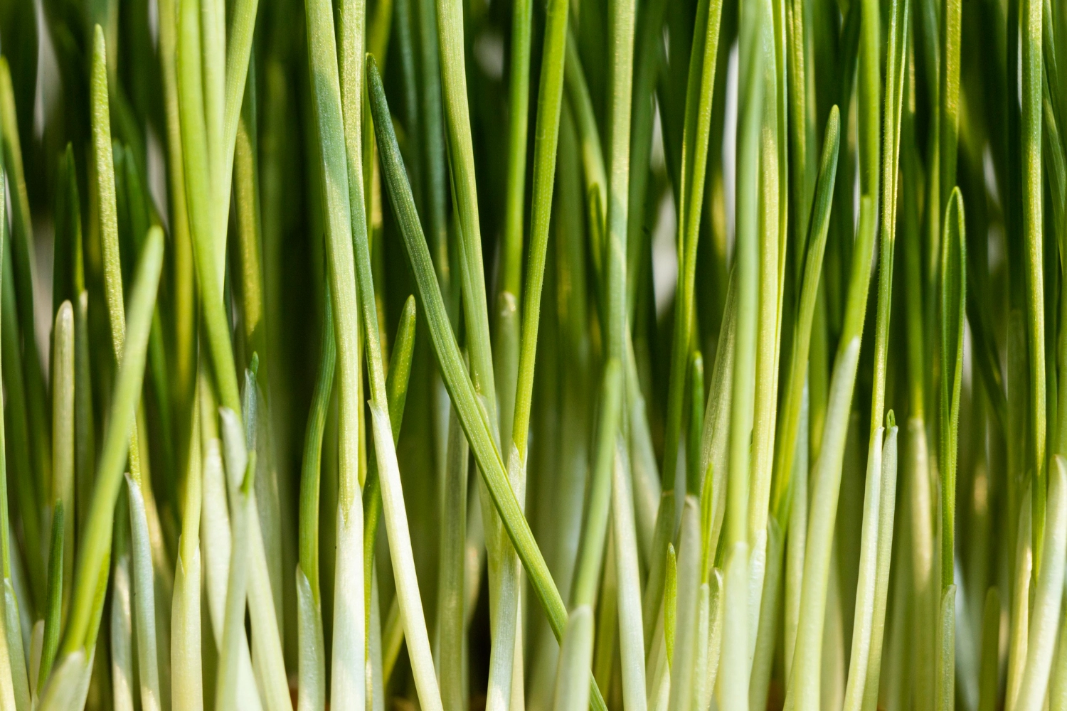 erbe aromatiche erba cipollina spezia