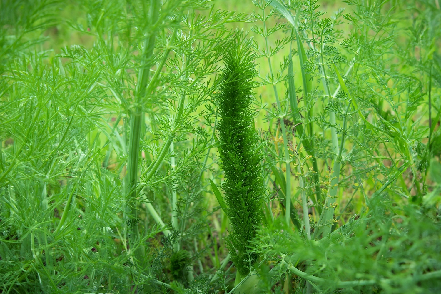 erbe aromatiche finocchietto selvatico spezie in cucina 01