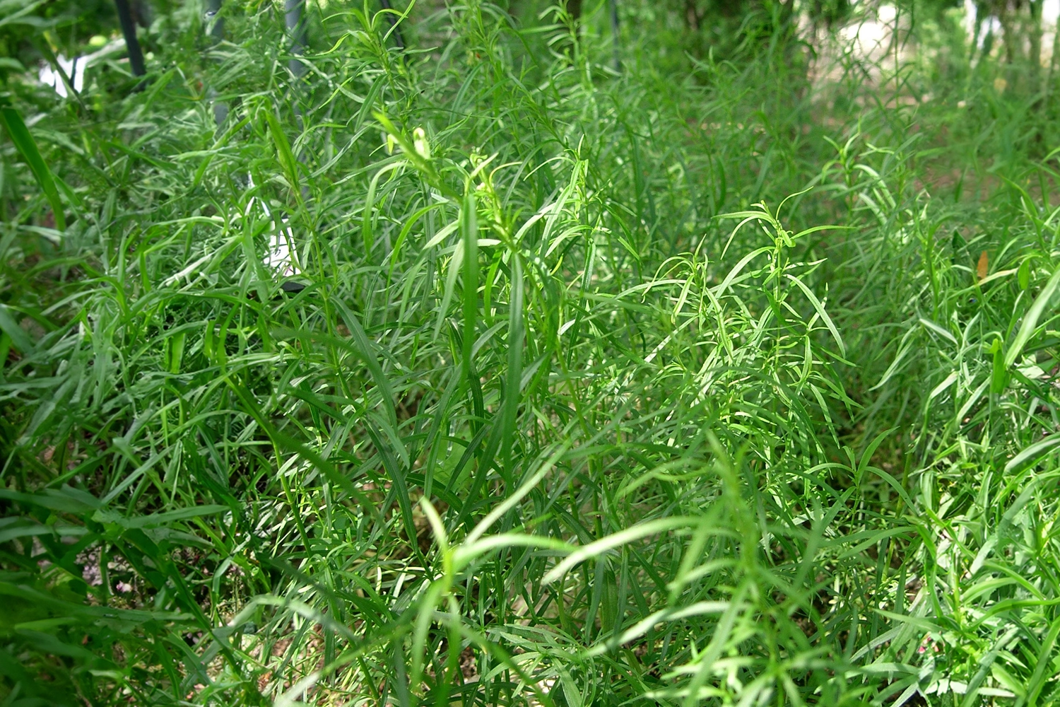 erbe aromatiche Dragoncello spezie cucina