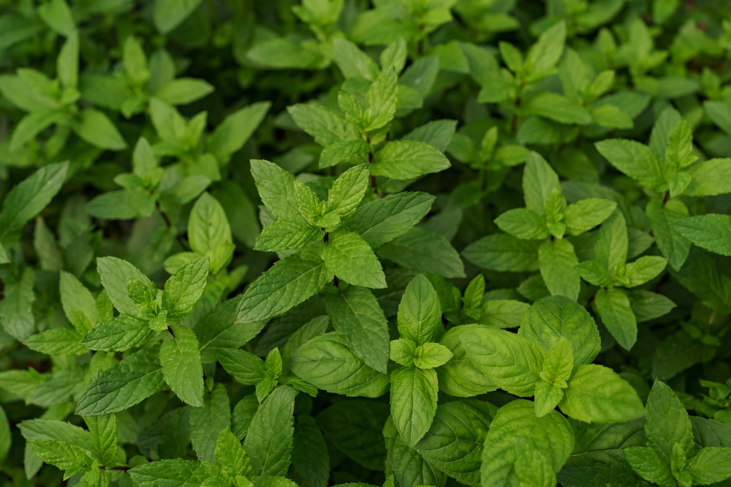 erbe aromatiche menta spezia cucina