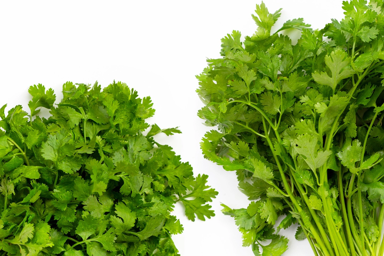 erbe aromatiche prezzemolo spezia