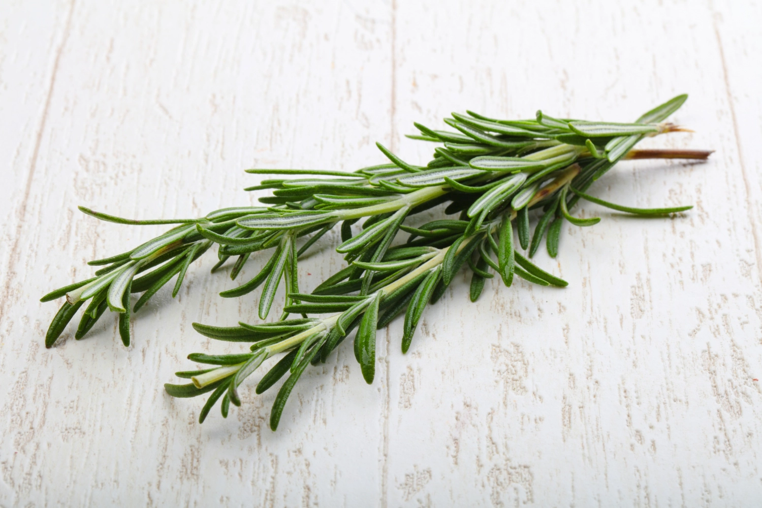erbe aromatiche rosmarino spezia