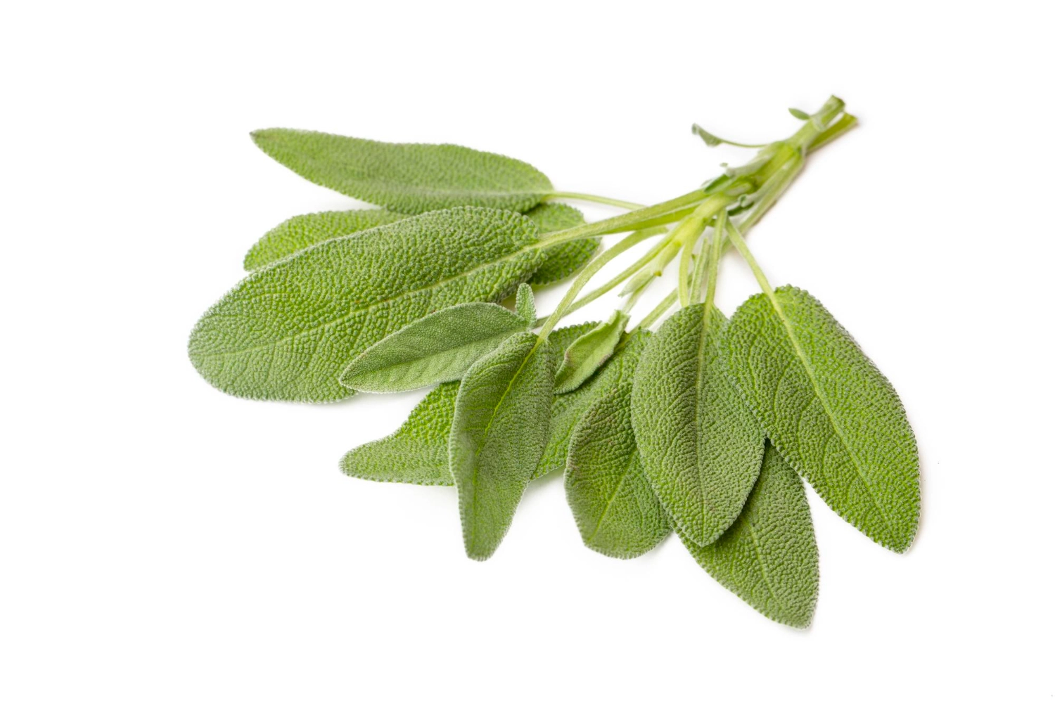 erbe aromatiche salvia spezia