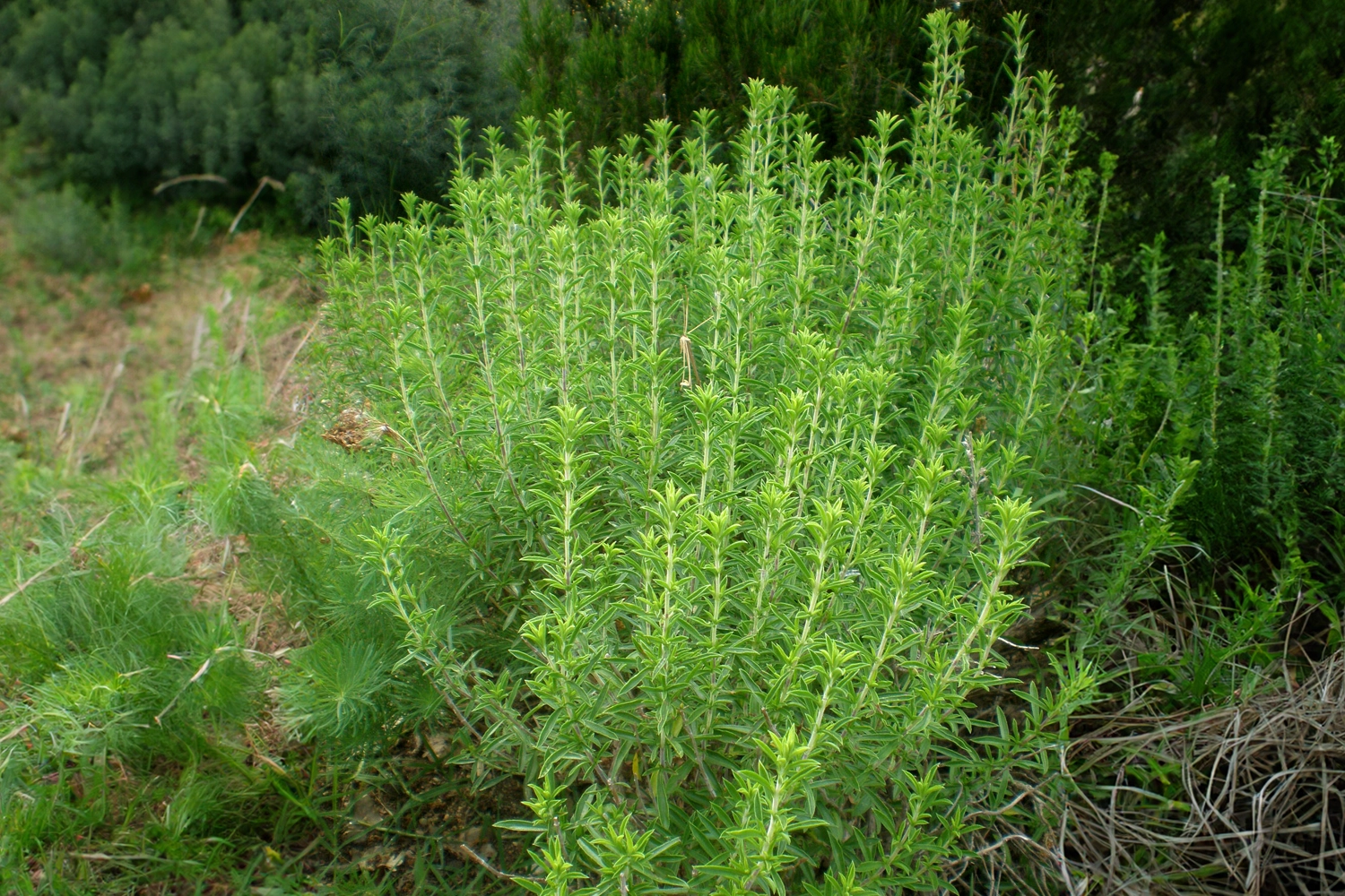 erbe aromatiche santoreggia spezia