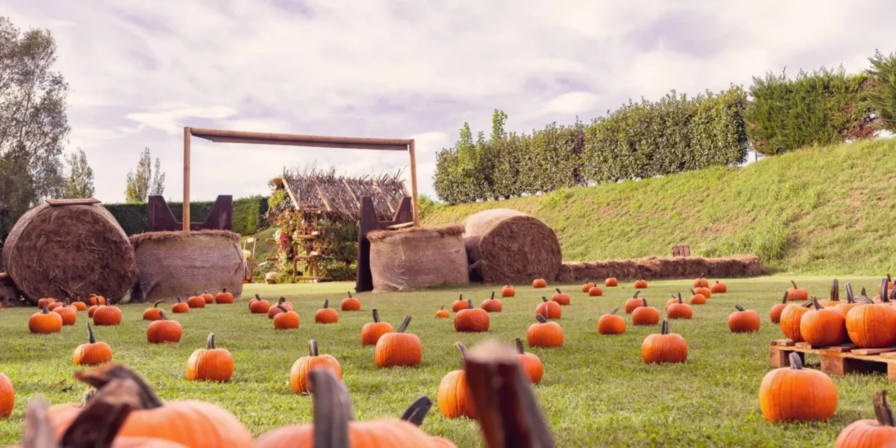 img campi di zucche vicino a milano pumpkin patch al ranch